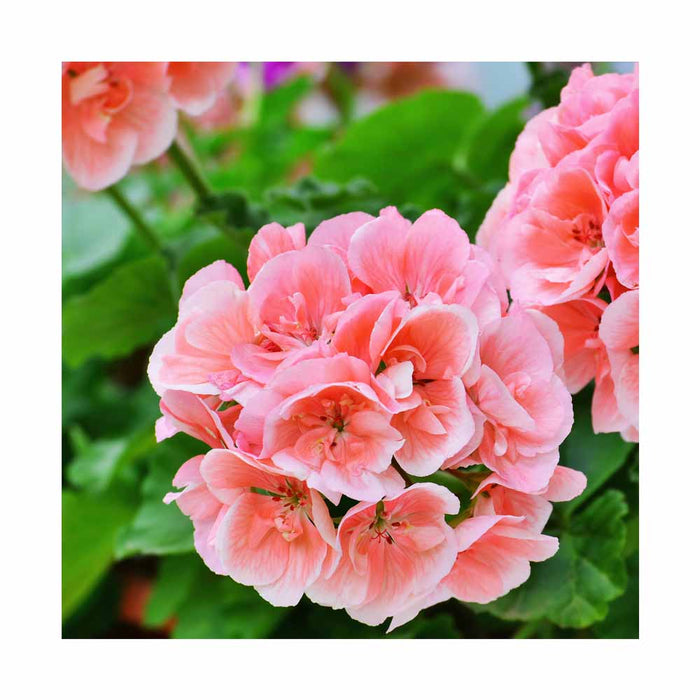 Géranium 'Moonlight Salmon Light' - Pot de 4 po