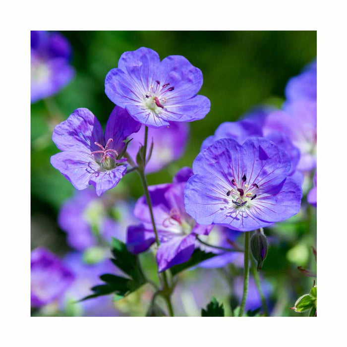 Géranium hybride 'Azure Rush' - Geranium 'Azure Rush'
