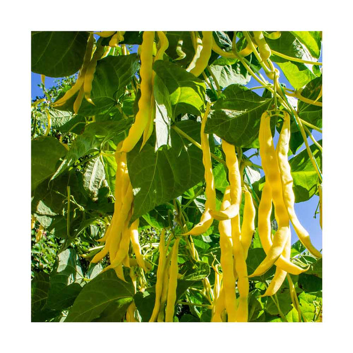 Haricot Jaune - Plant dans pot de 4 po