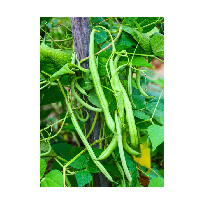 Haricot Vert - Plant dans pot de 4 po