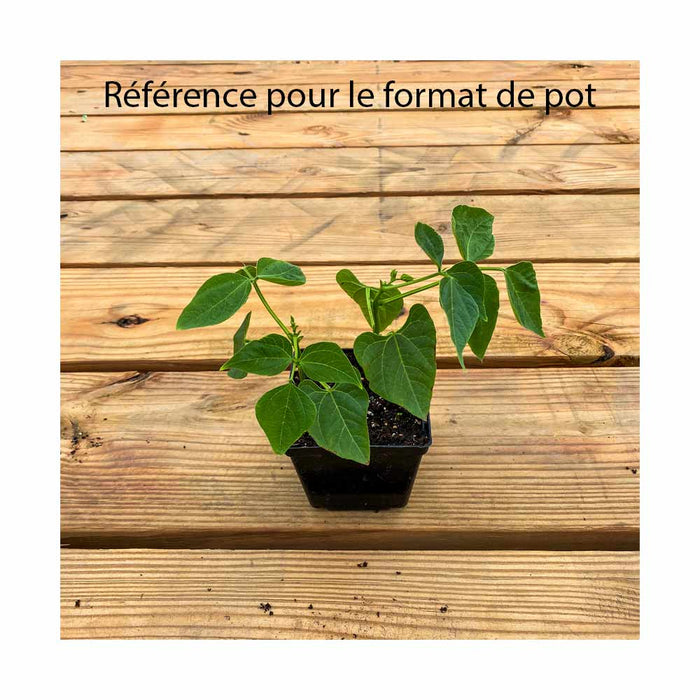 Haricot Jaune - Plant dans pot de 4 po