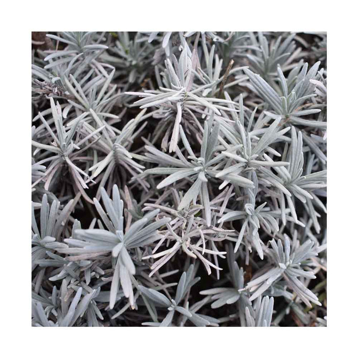 Helichrysum Argent - Pot de 4 po