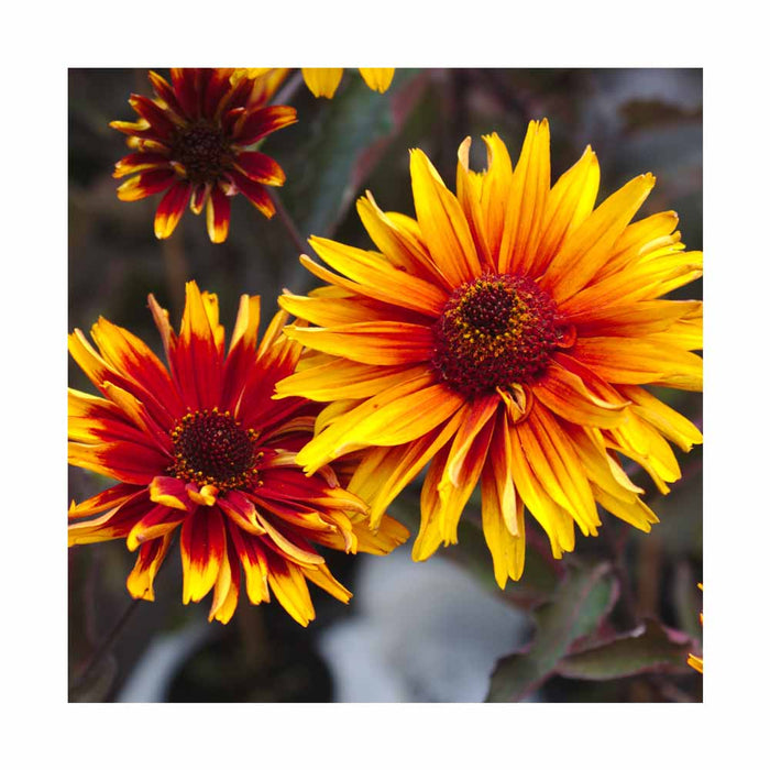 Heliopsis 'Burning Hearts'