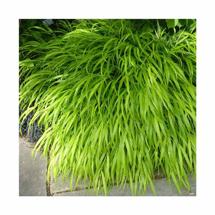 Herbe du japon - Hakonechloa macra 'All Gold'