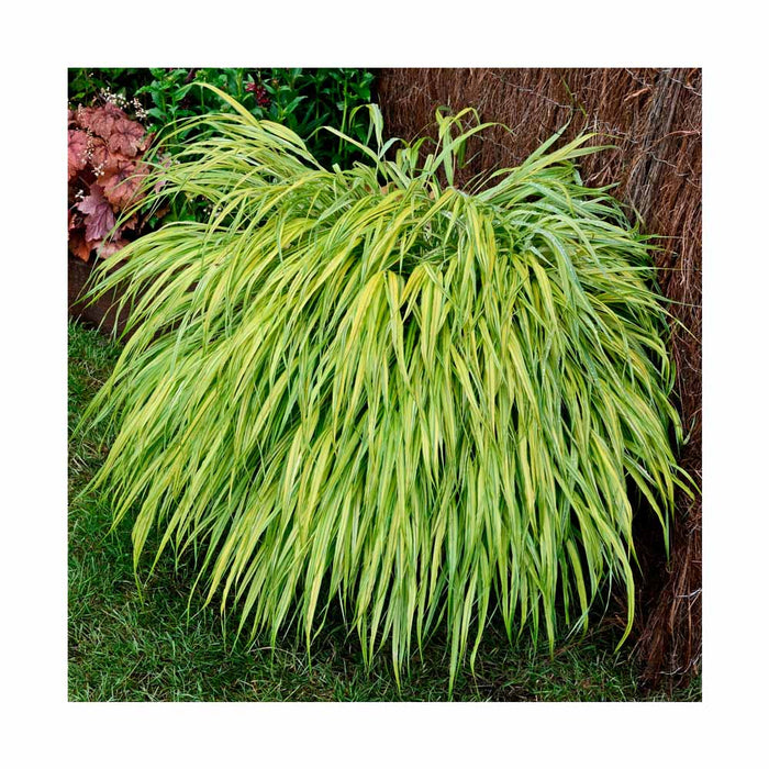 Herbe du japon - Hakonechloa macra 'Aureola'