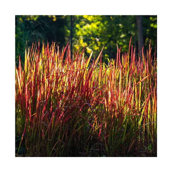 Herbe rouge japonaise - Imperata cylindrica 'Red Baron'