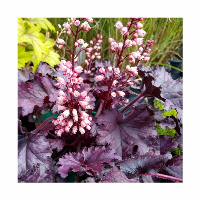 Heuchère 'Forever Purple' - Heuchera 'Forever Purple'