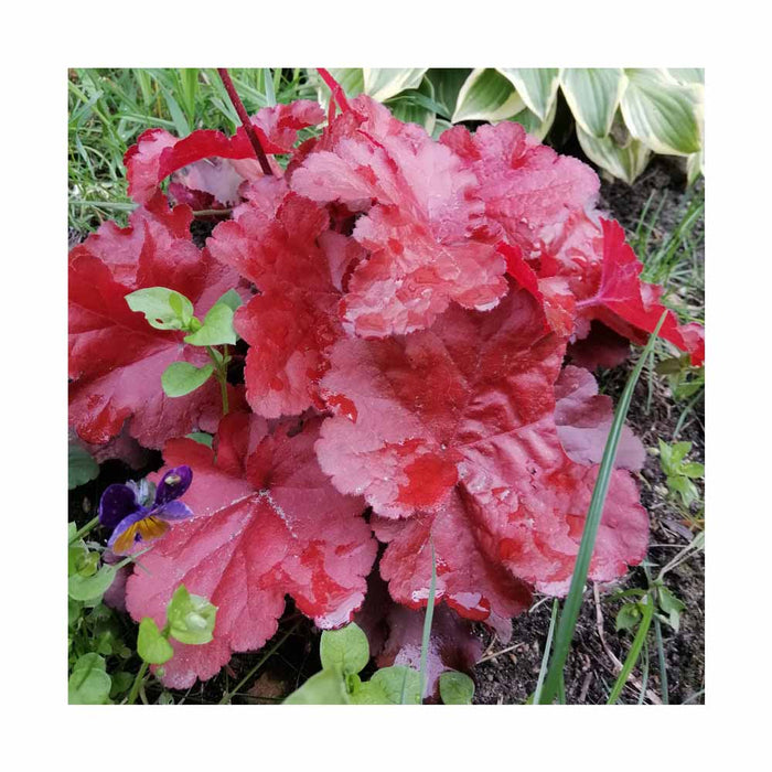 Heuchère 'Forever Red' - Heuchera 'Forever Red'