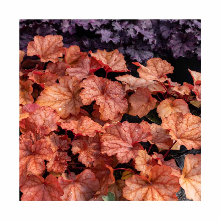 Heuchère 'Rio' - Heuchera 'Rio'