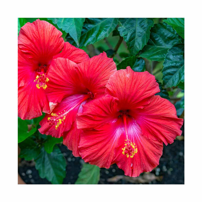 Hibiscus 'Cinnamon Grappa'