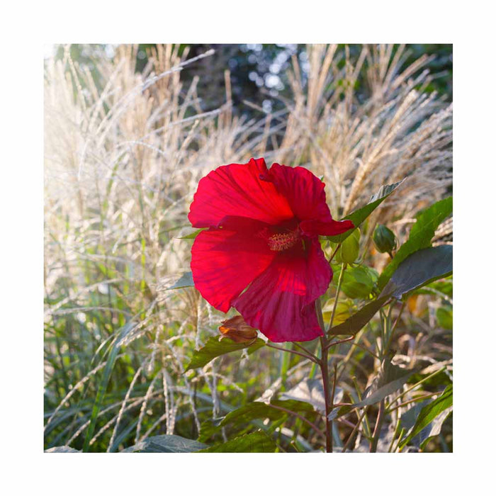 Hibiscus 'Cranberry Crush'
