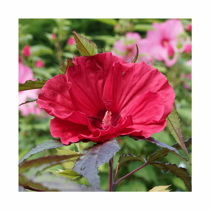 Hibiscus 'Midnight Marvel'