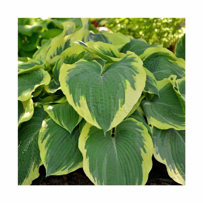 Hosta 'Afterglow'