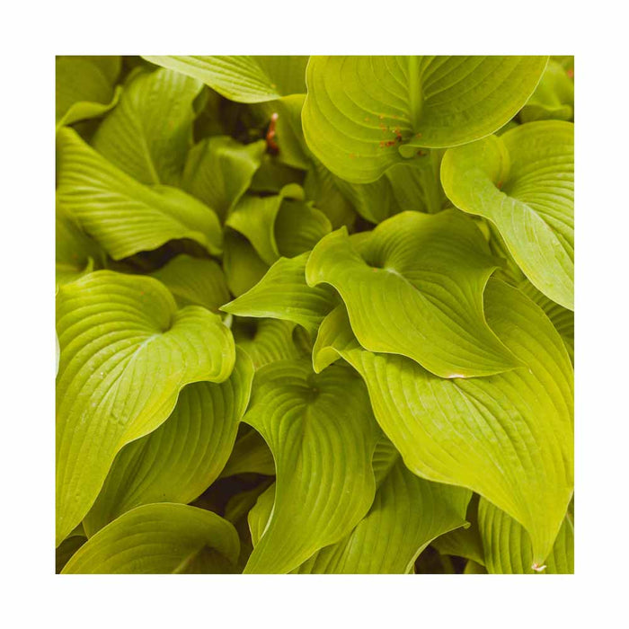 Hosta 'Coast to Coast'