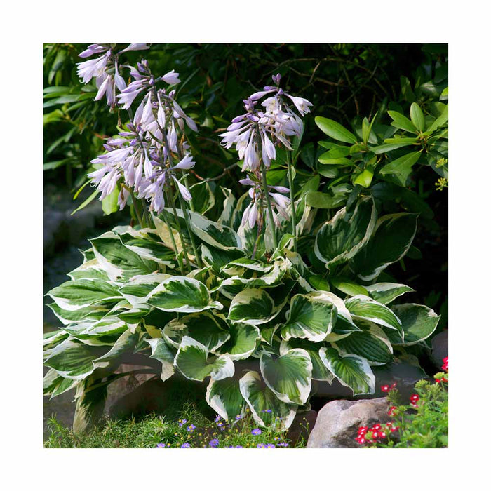 Hosta 'Patriot'
