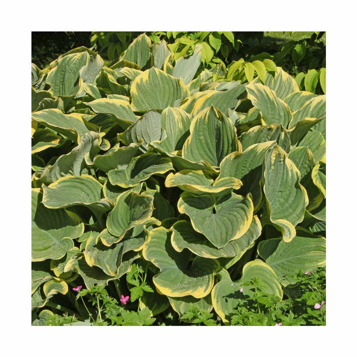 Hosta 'Spartacus'