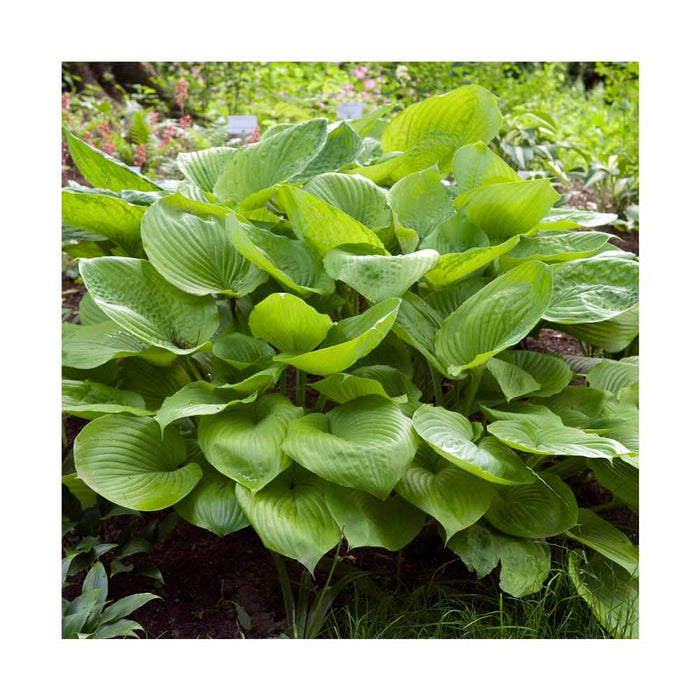Hosta 'Sum And Substance'