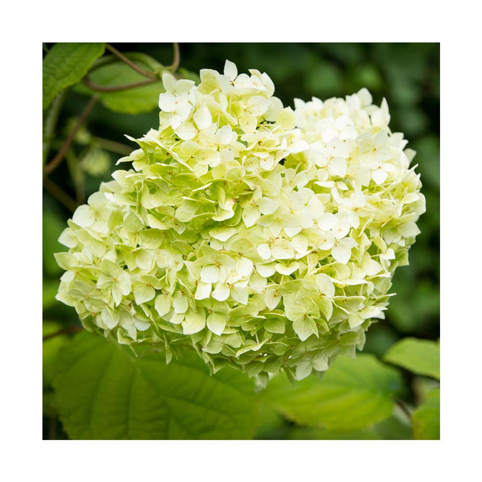 Hydrangée paniculée 'Limelight Prime' - Hydrangea paniculata 'Limelight Prime'