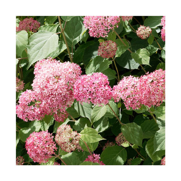 Hydrangée paniculata 'Quick Fire Fab' - Hydrangea paniculata 'Quick Fire Fab'