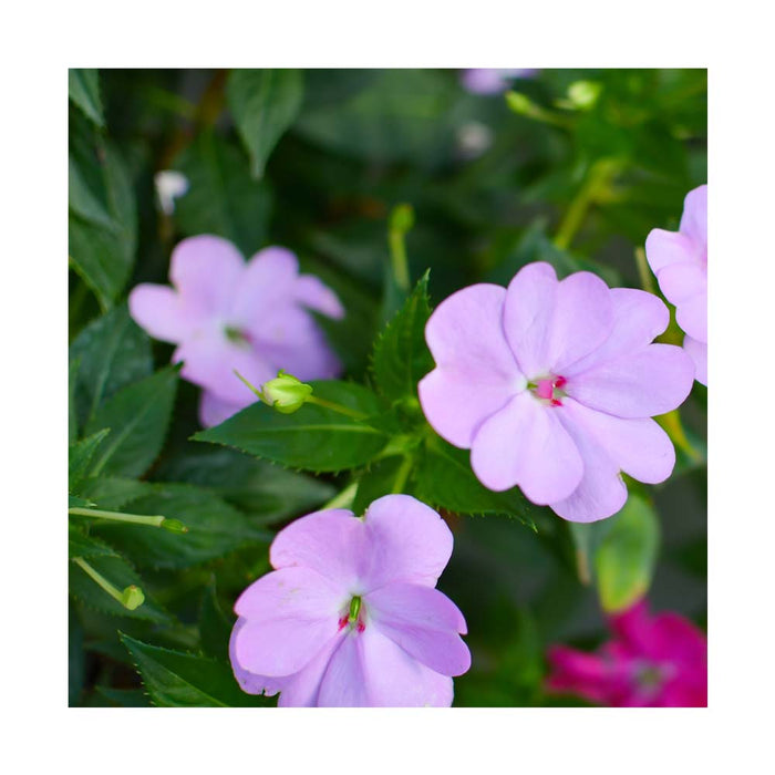 Impatiens Sunpatiens 'Orchid Blush' - Pot de 4 po