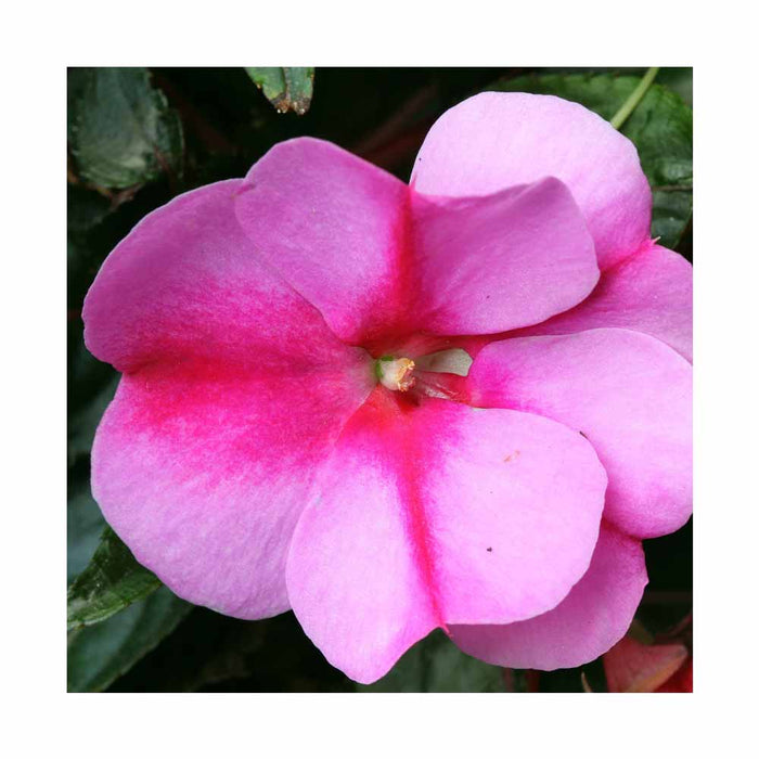 Impatiens de Nouvelle-Guinée Petticoat Blue Star - Pot de 4 po