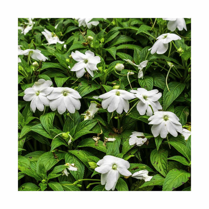 Impatiens de Nouvelle-Guinée Blanc - Pot de 4 po