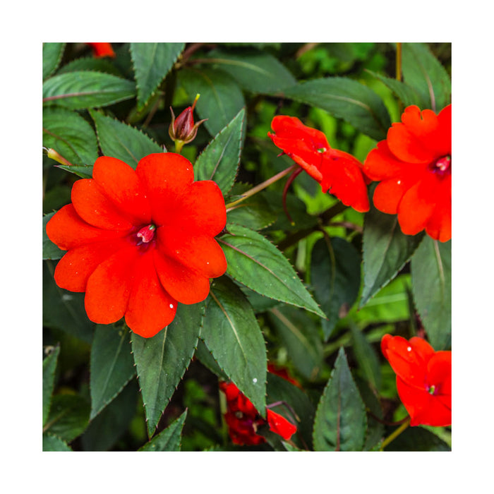 Impatiens de Nouvelle-Guinée Rouge - Pot de 4 po