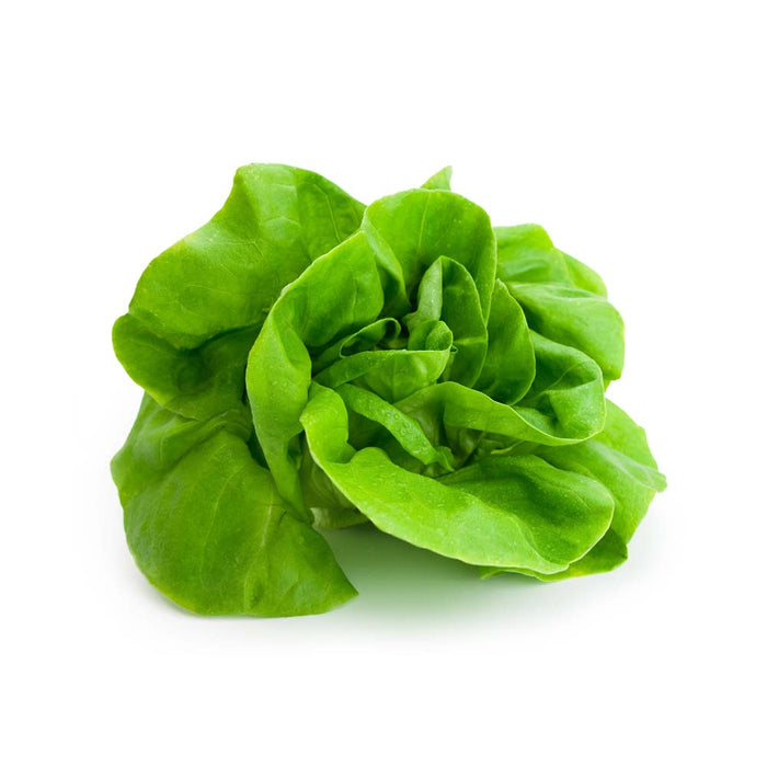 Laitue Boston Verte - Caissette de 9 plants