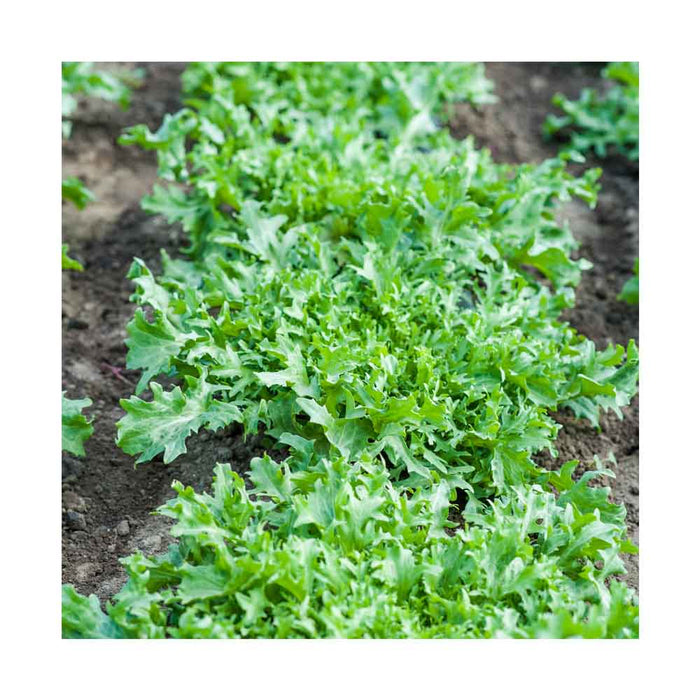 Laitue Chicorée Frisée - Caissette de 9 plants