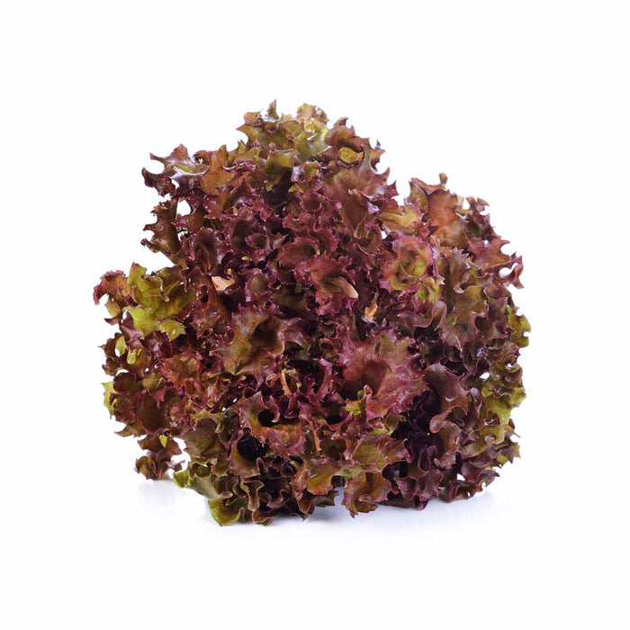 Laitue Frisée Rouge - Caissette de 9 plants