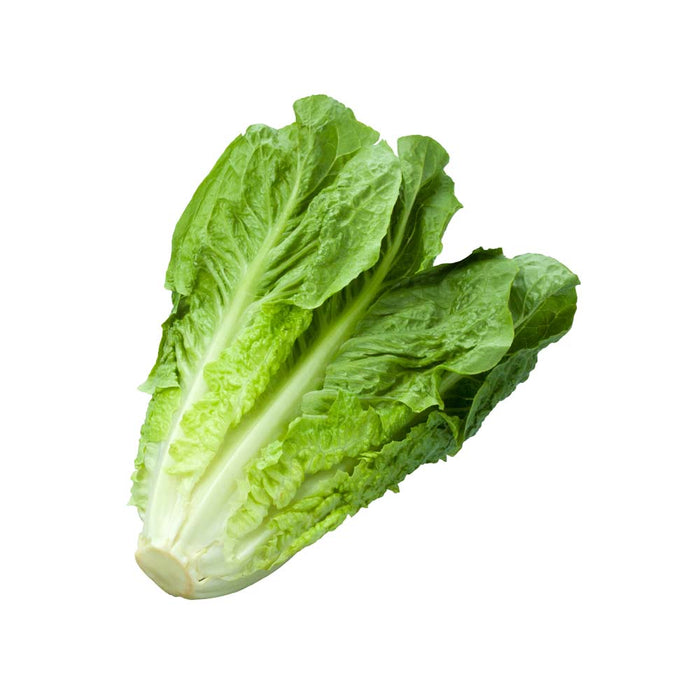 Laitue Romaine Verte - Caissette de 9 plants