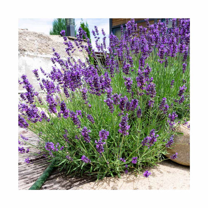 Lavande - Lavandula angustifolia 'Munstead'