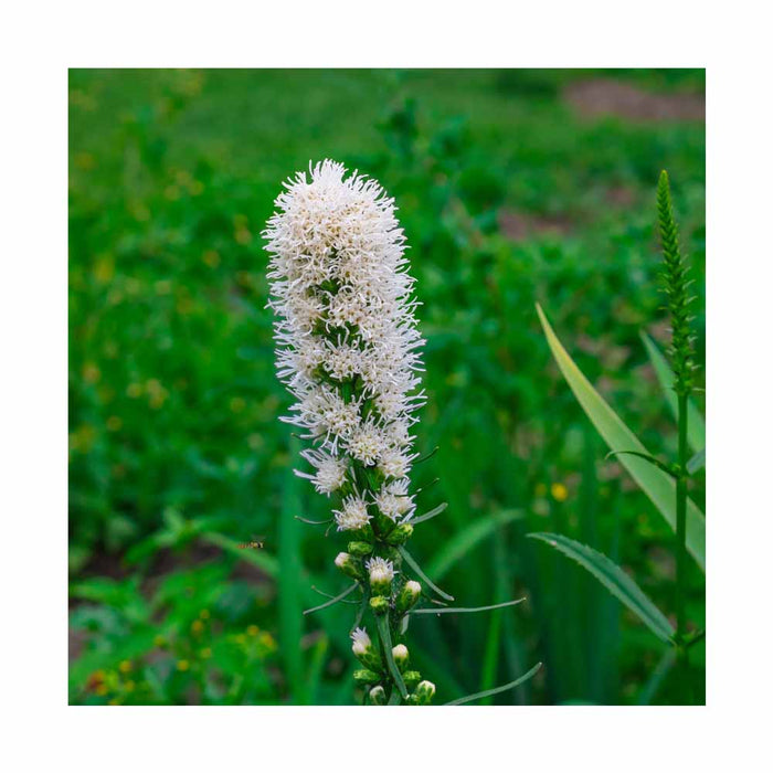 Liatride à Épis - Liatris spicata 'Floristan White'