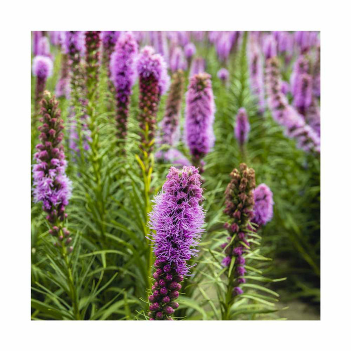 Liatride à Épis - Liatris spicata 'Kobold'