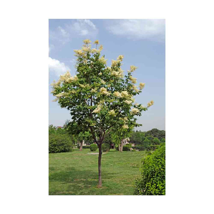 Lilas japonais - Syringa reticulata 'Ivory Silk'