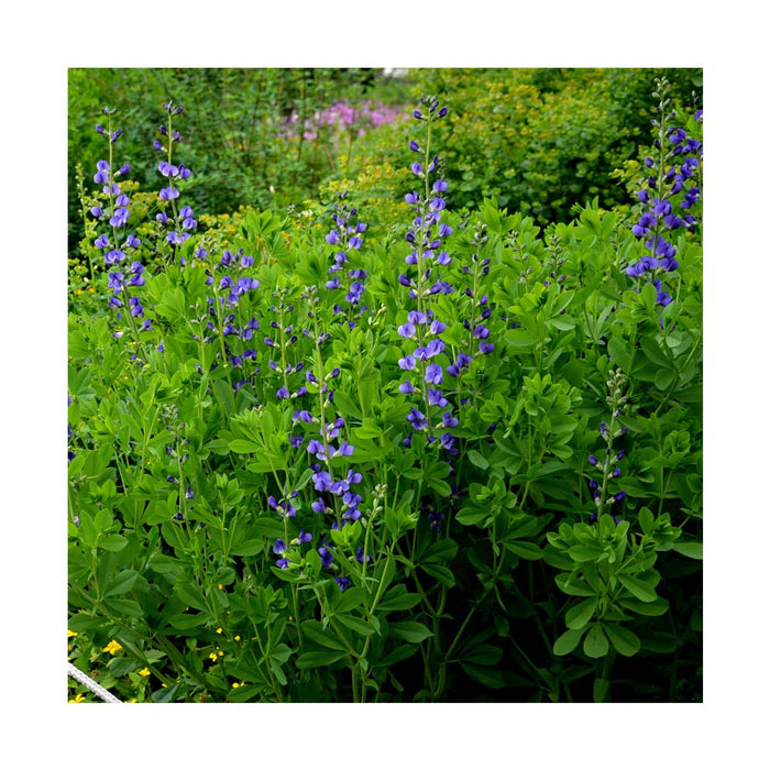 Lupin Indigo 'Blueberry Sundae' - Baptisia Decadence 'Blueberry Sundae'