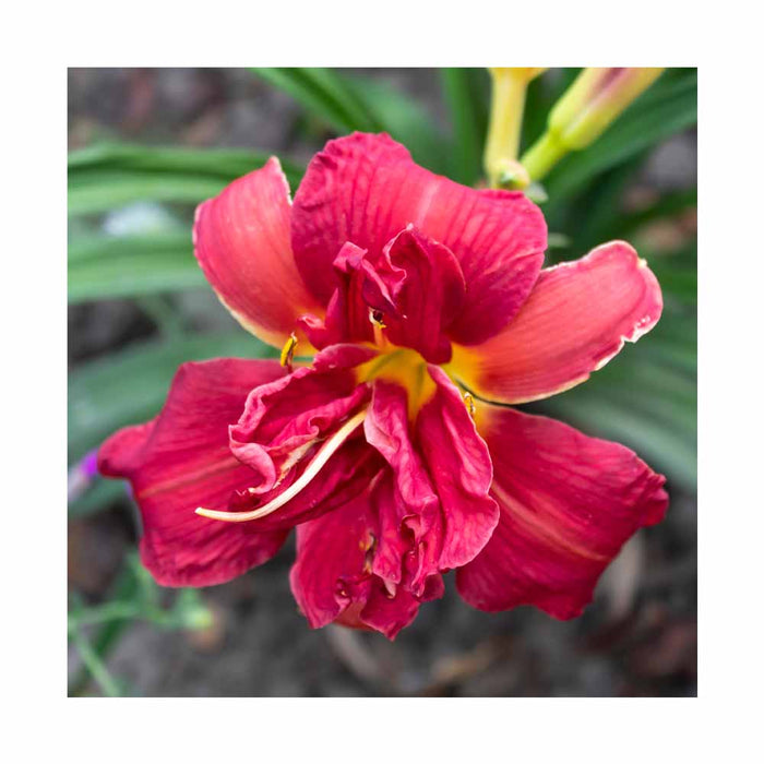 Lys d'un jour, Hémérocalle 'Double Pardon Me' - Hemerocallis 'Double Pardon Me'