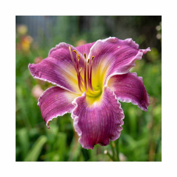 Lys d'un jour, Hémérocalle 'Garden Show' - Hemerocallis 'Garden Show'