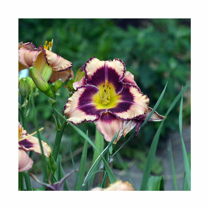 Lys d'un jour, Hémérocalle 'King of ages' - Hemerocallis 'King of ages'