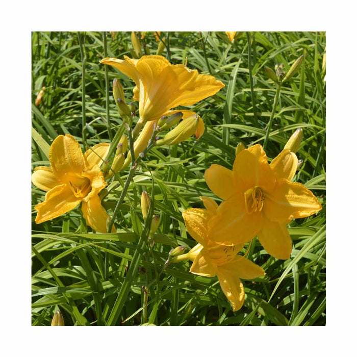 Lys d'un jour, Hémérocalle 'Stella De Oro' - Hemerocallis 'Stella De Oro'