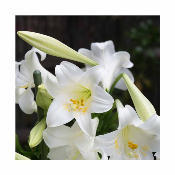 Lys de Pâques 'Miracle' - Lilium longiflorum 'Miracle'