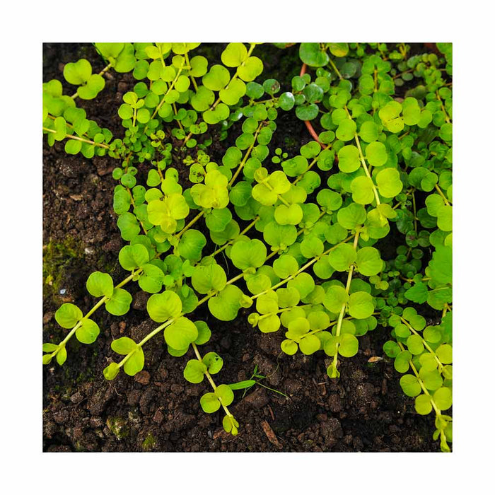 Lysimachia 'Gold Jane' Doré - Pot de 4 po