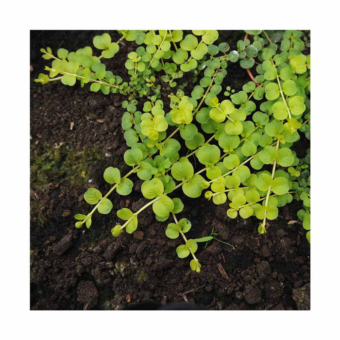 Lysimachia nummularia 'Aurea'