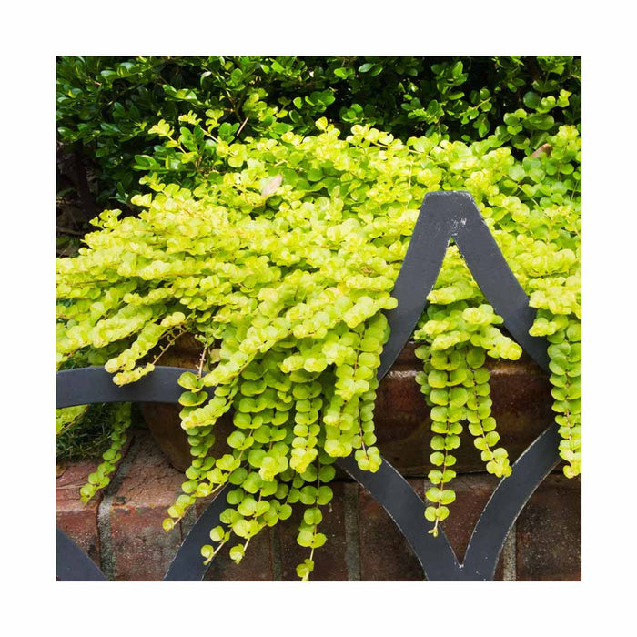 Lysimachia nummularia 'Goldilocks'