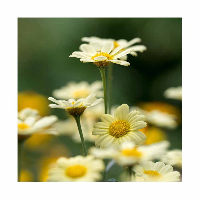 Marguerite 'Banana Cream' - Leucanthemum 'Banana Cream'