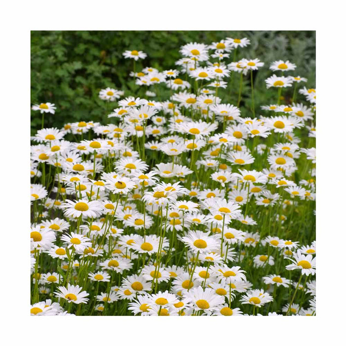 Marguerite 'Becky' - Leucanthemum superbum 'Becky'