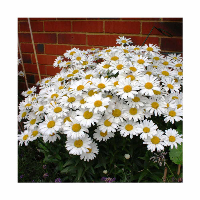 Marguerite 'Snowcap' - Leucanthemum superbum 'Snowcap'