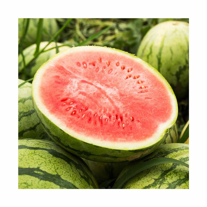 Melon d'eau Rouge - Plant dans pot de 4 po