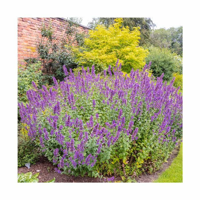 Menthe des chats - Nepeta faasenii 'Cat's Pajamas'