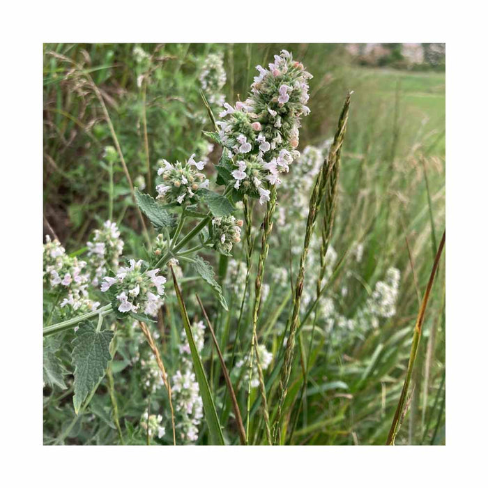 Menthe des chats - Nepeta racemosa 'Snowflakes'